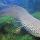Illustration for article titled Ancient fish learned to walk underwater before they arrived on land